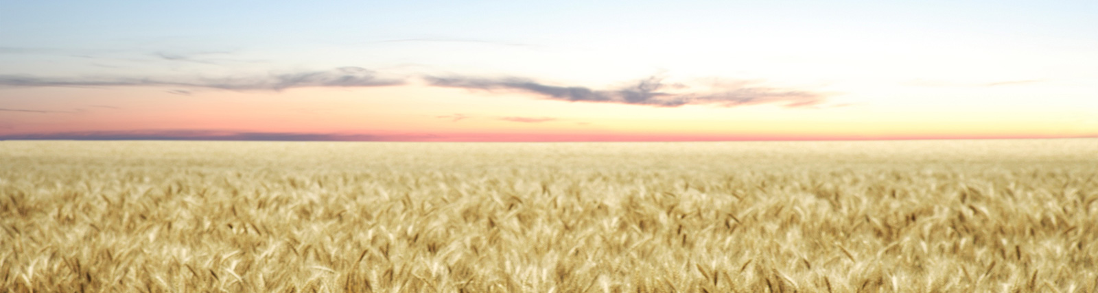 field of golden wheat against a sun set