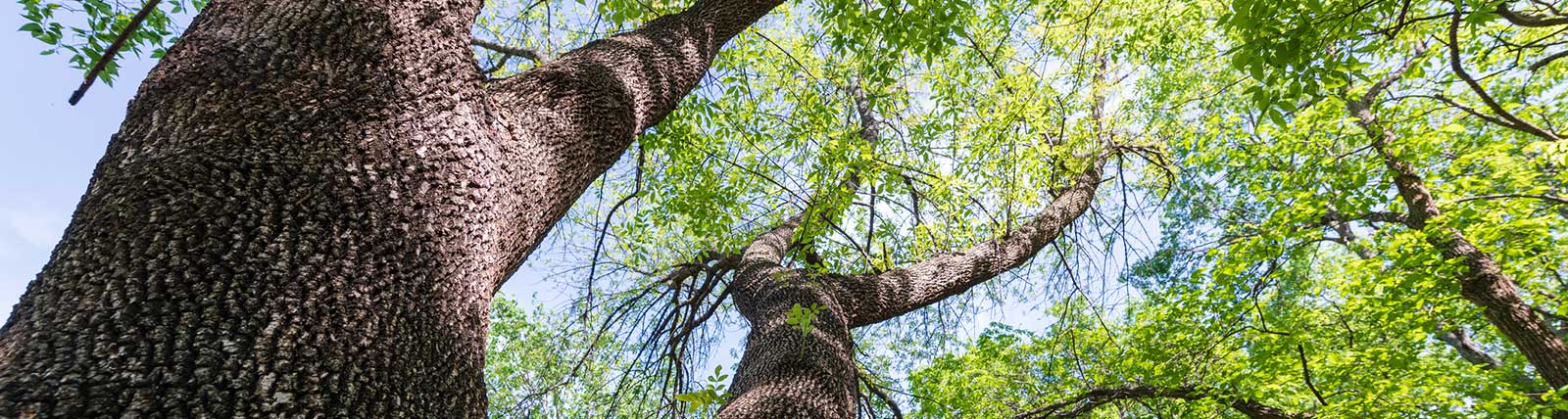 Tree trunks and green leaves against a blue sky