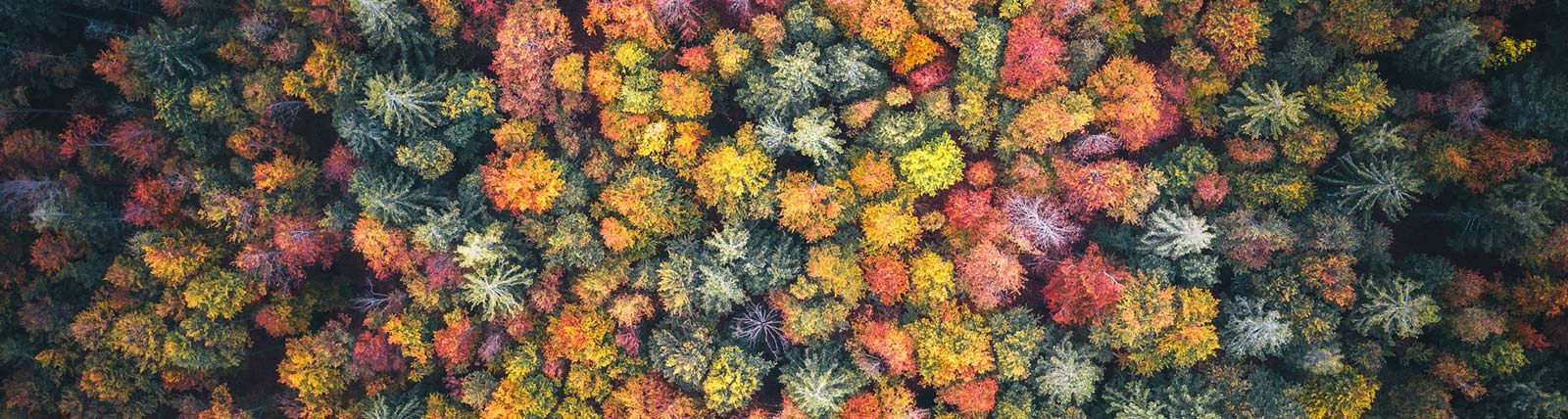 Arial view of a forest in the fall