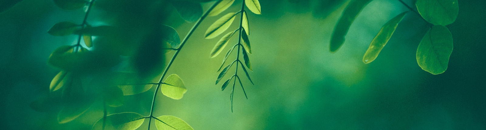 Green lush leaves